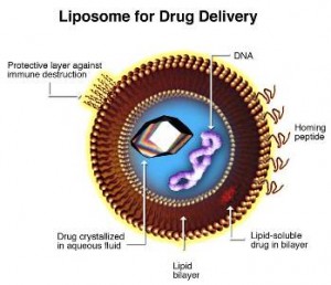 Illustration of Liposome encapsulation of a drug (Wikipedia)